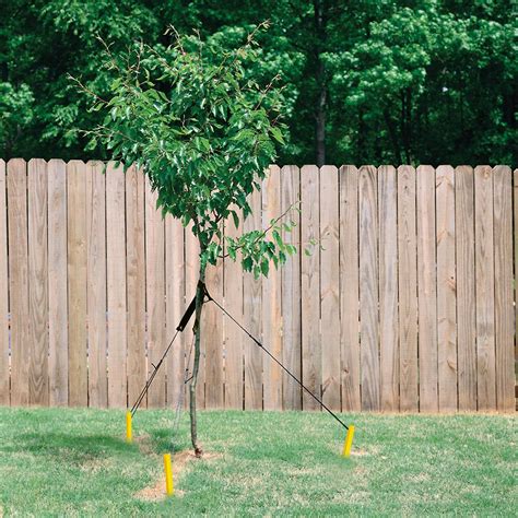 All About Tree Stakes .